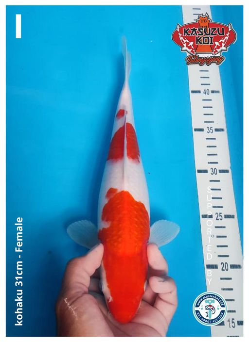 Lelang Koi Online, Jual Beli Ikan Koi, Pusat Jual Beli Koi, Info Lelang Koi Hari Ini, Platform Jual Beli Koi, Jual Beli Ikan Koi Online, Marketplace Ikan Koi, Jual Koi Terbaik, Tempat Beli Koi Berkualitas, Pasar Ikan Koi Online Terpercaya, Penjual Ikan Koi Terpercaya, Beli Koi Hias Online, Ikan Koi untuk Dijual, Koi Kualitas Terbaik, Toko Online Ikan Koi, Koi Hias Untuk Dijual, Jual Beli Ikan Koi Lokal, Koi Indonesia Online, Pusat Jual Beli Koi Terbesar