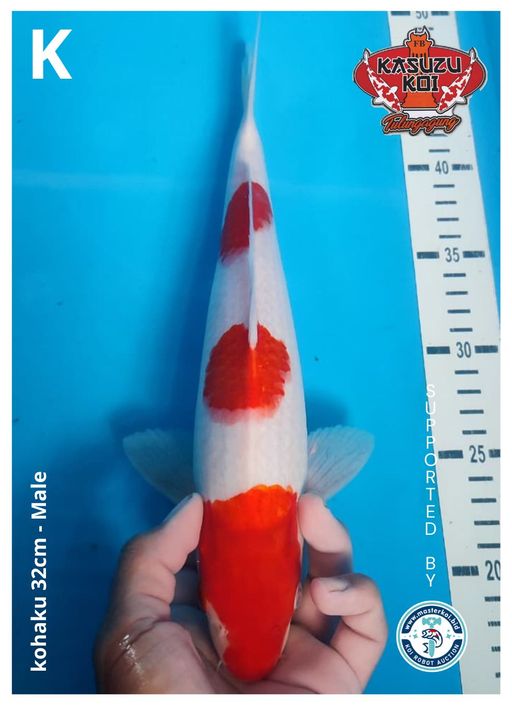 Lelang Koi Online, Jual Beli Ikan Koi, Pusat Jual Beli Koi, Info Lelang Koi Hari Ini, Platform Jual Beli Koi, Jual Beli Ikan Koi Online, Marketplace Ikan Koi, Jual Koi Terbaik, Tempat Beli Koi Berkualitas, Pasar Ikan Koi Online Terpercaya, Penjual Ikan Koi Terpercaya, Beli Koi Hias Online, Ikan Koi untuk Dijual, Koi Kualitas Terbaik, Toko Online Ikan Koi, Koi Hias Untuk Dijual, Jual Beli Ikan Koi Lokal, Koi Indonesia Online, Pusat Jual Beli Koi Terbesar