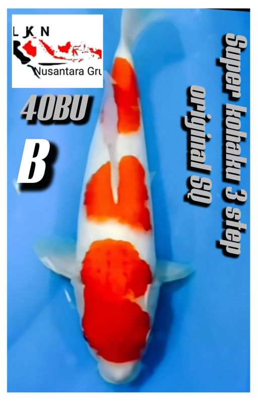 Lelang Koi Online, Jual Beli Ikan Koi, Pusat Jual Beli Koi, Info Lelang Koi Hari Ini, Platform Jual Beli Koi, Jual Beli Ikan Koi Online, Marketplace Ikan Koi, Jual Koi Terbaik, Tempat Beli Koi Berkualitas, Pasar Ikan Koi Online Terpercaya, Penjual Ikan Koi Terpercaya, Beli Koi Hias Online, Ikan Koi untuk Dijual, Koi Kualitas Terbaik, Toko Online Ikan Koi, Koi Hias Untuk Dijual, Jual Beli Ikan Koi Lokal, Koi Indonesia Online, Pusat Jual Beli Koi Terbesar