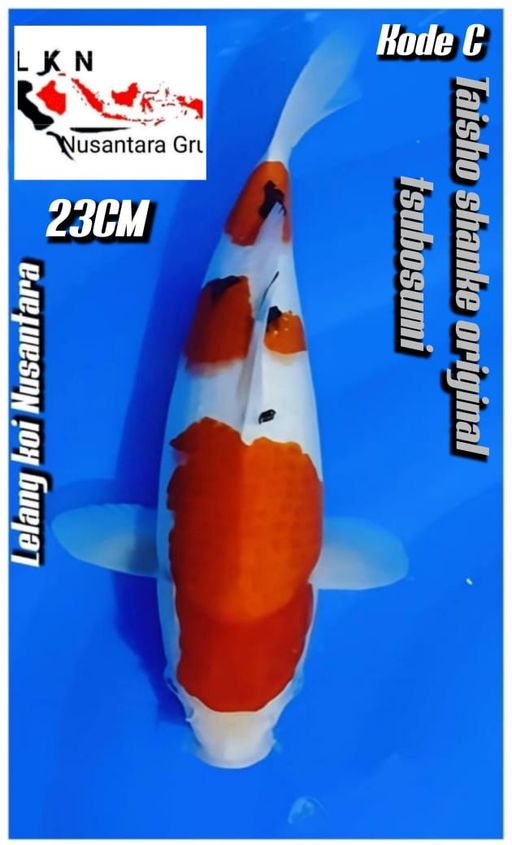 Lelang Koi Online, Jual Beli Ikan Koi, Pusat Jual Beli Koi, Info Lelang Koi Hari Ini, Platform Jual Beli Koi, Jual Beli Ikan Koi Online, Marketplace Ikan Koi, Jual Koi Terbaik, Tempat Beli Koi Berkualitas, Pasar Ikan Koi Online Terpercaya, Penjual Ikan Koi Terpercaya, Beli Koi Hias Online, Ikan Koi untuk Dijual, Koi Kualitas Terbaik, Toko Online Ikan Koi, Koi Hias Untuk Dijual, Jual Beli Ikan Koi Lokal, Koi Indonesia Online, Pusat Jual Beli Koi Terbesar