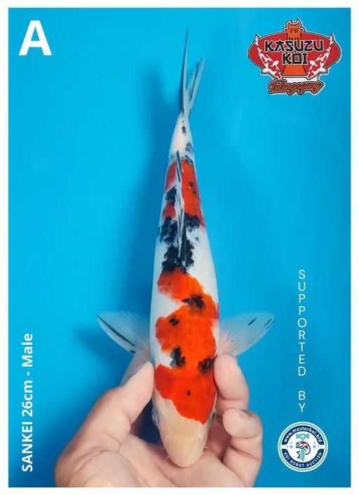 Lelang Koi Online, Jual Beli Ikan Koi, Pusat Jual Beli Koi, Info Lelang Koi Hari Ini, Platform Jual Beli Koi, Jual Beli Ikan Koi Online, Marketplace Ikan Koi, Jual Koi Terbaik, Tempat Beli Koi Berkualitas, Pasar Ikan Koi Online Terpercaya, Penjual Ikan Koi Terpercaya, Beli Koi Hias Online, Ikan Koi untuk Dijual, Koi Kualitas Terbaik, Toko Online Ikan Koi, Koi Hias Untuk Dijual, Jual Beli Ikan Koi Lokal, Koi Indonesia Online, Pusat Jual Beli Koi Terbesar