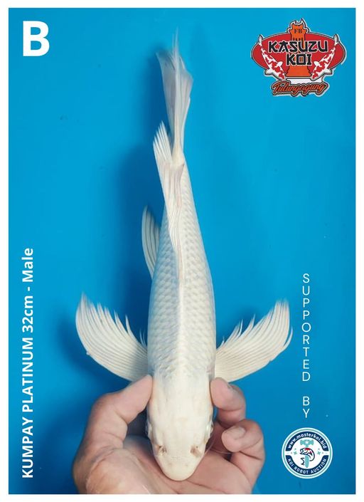 Lelang Koi Online, Jual Beli Ikan Koi, Pusat Jual Beli Koi, Info Lelang Koi Hari Ini, Platform Jual Beli Koi, Jual Beli Ikan Koi Online, Marketplace Ikan Koi, Jual Koi Terbaik, Tempat Beli Koi Berkualitas, Pasar Ikan Koi Online Terpercaya, Penjual Ikan Koi Terpercaya, Beli Koi Hias Online, Ikan Koi untuk Dijual, Koi Kualitas Terbaik, Toko Online Ikan Koi, Koi Hias Untuk Dijual, Jual Beli Ikan Koi Lokal, Koi Indonesia Online, Pusat Jual Beli Koi Terbesar