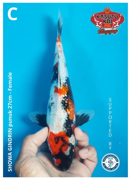 Lelang Koi Online, Jual Beli Ikan Koi, Pusat Jual Beli Koi, Info Lelang Koi Hari Ini, Platform Jual Beli Koi, Jual Beli Ikan Koi Online, Marketplace Ikan Koi, Jual Koi Terbaik, Tempat Beli Koi Berkualitas, Pasar Ikan Koi Online Terpercaya, Penjual Ikan Koi Terpercaya, Beli Koi Hias Online, Ikan Koi untuk Dijual, Koi Kualitas Terbaik, Toko Online Ikan Koi, Koi Hias Untuk Dijual, Jual Beli Ikan Koi Lokal, Koi Indonesia Online, Pusat Jual Beli Koi Terbesar