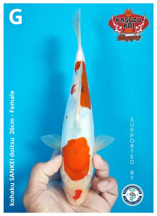 Lelang Koi Online, Jual Beli Ikan Koi, Pusat Jual Beli Koi, Info Lelang Koi Hari Ini, Platform Jual Beli Koi, Jual Beli Ikan Koi Online, Marketplace Ikan Koi, Jual Koi Terbaik, Tempat Beli Koi Berkualitas, Pasar Ikan Koi Online Terpercaya, Penjual Ikan Koi Terpercaya, Beli Koi Hias Online, Ikan Koi untuk Dijual, Koi Kualitas Terbaik, Toko Online Ikan Koi, Koi Hias Untuk Dijual, Jual Beli Ikan Koi Lokal, Koi Indonesia Online, Pusat Jual Beli Koi Terbesar