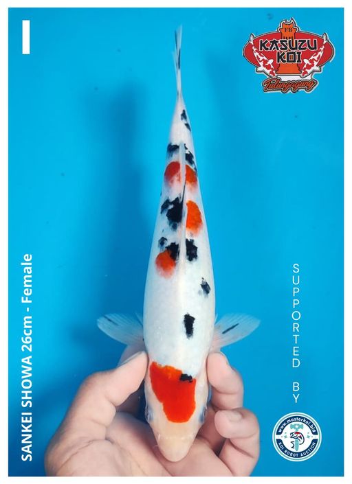Lelang Koi Online, Jual Beli Ikan Koi, Pusat Jual Beli Koi, Info Lelang Koi Hari Ini, Platform Jual Beli Koi, Jual Beli Ikan Koi Online, Marketplace Ikan Koi, Jual Koi Terbaik, Tempat Beli Koi Berkualitas, Pasar Ikan Koi Online Terpercaya, Penjual Ikan Koi Terpercaya, Beli Koi Hias Online, Ikan Koi untuk Dijual, Koi Kualitas Terbaik, Toko Online Ikan Koi, Koi Hias Untuk Dijual, Jual Beli Ikan Koi Lokal, Koi Indonesia Online, Pusat Jual Beli Koi Terbesar