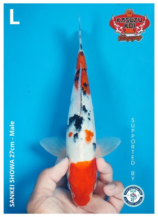 Lelang Koi Online, Jual Beli Ikan Koi, Pusat Jual Beli Koi, Info Lelang Koi Hari Ini, Platform Jual Beli Koi, Jual Beli Ikan Koi Online, Marketplace Ikan Koi, Jual Koi Terbaik, Tempat Beli Koi Berkualitas, Pasar Ikan Koi Online Terpercaya, Penjual Ikan Koi Terpercaya, Beli Koi Hias Online, Ikan Koi untuk Dijual, Koi Kualitas Terbaik, Toko Online Ikan Koi, Koi Hias Untuk Dijual, Jual Beli Ikan Koi Lokal, Koi Indonesia Online, Pusat Jual Beli Koi Terbesar
