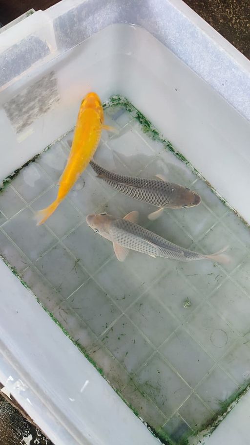 Lelang Koi Online, Jual Beli Ikan Koi, Pusat Jual Beli Koi, Info Lelang Koi Hari Ini, Platform Jual Beli Koi, Jual Beli Ikan Koi Online, Marketplace Ikan Koi, Jual Koi Terbaik, Tempat Beli Koi Berkualitas, Pasar Ikan Koi Online Terpercaya, Penjual Ikan Koi Terpercaya, Beli Koi Hias Online, Ikan Koi untuk Dijual, Koi Kualitas Terbaik, Toko Online Ikan Koi, Koi Hias Untuk Dijual, Jual Beli Ikan Koi Lokal, Koi Indonesia Online, Pusat Jual Beli Koi Terbesar