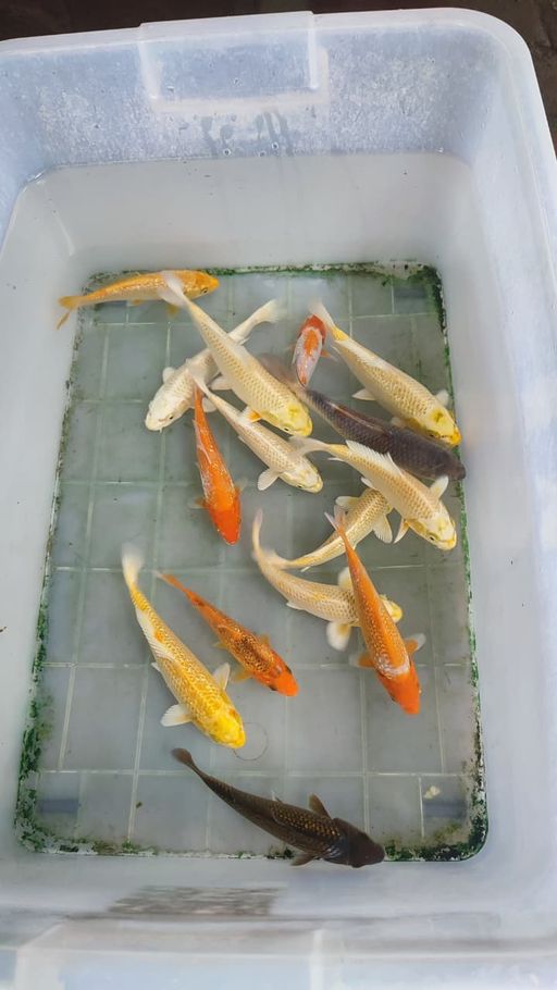 Lelang Koi Online, Jual Beli Ikan Koi, Pusat Jual Beli Koi, Info Lelang Koi Hari Ini, Platform Jual Beli Koi, Jual Beli Ikan Koi Online, Marketplace Ikan Koi, Jual Koi Terbaik, Tempat Beli Koi Berkualitas, Pasar Ikan Koi Online Terpercaya, Penjual Ikan Koi Terpercaya, Beli Koi Hias Online, Ikan Koi untuk Dijual, Koi Kualitas Terbaik, Toko Online Ikan Koi, Koi Hias Untuk Dijual, Jual Beli Ikan Koi Lokal, Koi Indonesia Online, Pusat Jual Beli Koi Terbesar