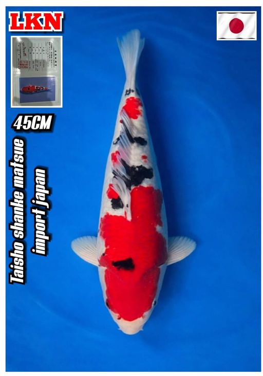 Lelang Koi Online, Jual Beli Ikan Koi, Pusat Jual Beli Koi, Info Lelang Koi Hari Ini, Platform Jual Beli Koi, Jual Beli Ikan Koi Online, Marketplace Ikan Koi, Jual Koi Terbaik, Tempat Beli Koi Berkualitas, Pasar Ikan Koi Online Terpercaya, Penjual Ikan Koi Terpercaya, Beli Koi Hias Online, Ikan Koi untuk Dijual, Koi Kualitas Terbaik, Toko Online Ikan Koi, Koi Hias Untuk Dijual, Jual Beli Ikan Koi Lokal, Koi Indonesia Online, Pusat Jual Beli Koi Terbesar