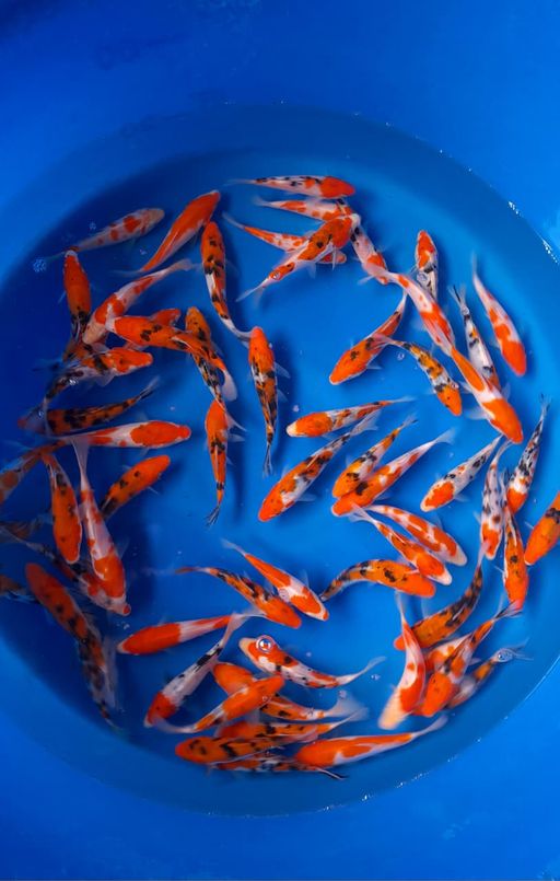 Lelang Koi Online, Jual Beli Ikan Koi, Pusat Jual Beli Koi, Info Lelang Koi Hari Ini, Platform Jual Beli Koi, Jual Beli Ikan Koi Online, Marketplace Ikan Koi, Jual Koi Terbaik, Tempat Beli Koi Berkualitas, Pasar Ikan Koi Online Terpercaya, Penjual Ikan Koi Terpercaya, Beli Koi Hias Online, Ikan Koi untuk Dijual, Koi Kualitas Terbaik, Toko Online Ikan Koi, Koi Hias Untuk Dijual, Jual Beli Ikan Koi Lokal, Koi Indonesia Online, Pusat Jual Beli Koi Terbesar