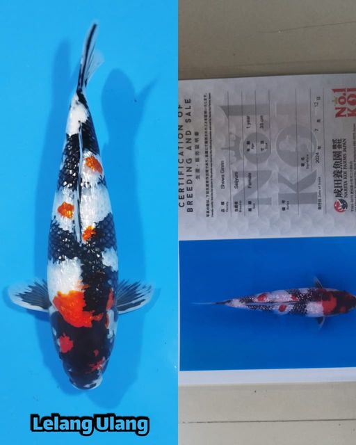 Lelang Koi Online, Jual Beli Ikan Koi, Pusat Jual Beli Koi, Info Lelang Koi Hari Ini, Platform Jual Beli Koi, Jual Beli Ikan Koi Online, Marketplace Ikan Koi, Jual Koi Terbaik, Tempat Beli Koi Berkualitas, Pasar Ikan Koi Online Terpercaya, Penjual Ikan Koi Terpercaya, Beli Koi Hias Online, Ikan Koi untuk Dijual, Koi Kualitas Terbaik, Toko Online Ikan Koi, Koi Hias Untuk Dijual, Jual Beli Ikan Koi Lokal, Koi Indonesia Online, Pusat Jual Beli Koi Terbesar