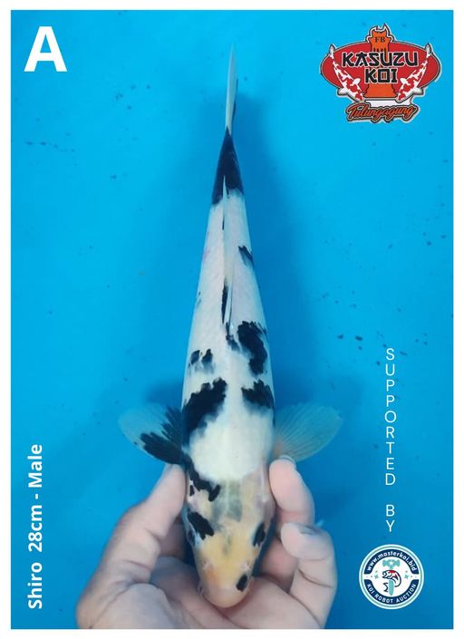 Lelang Koi Online, Jual Beli Ikan Koi, Pusat Jual Beli Koi, Info Lelang Koi Hari Ini, Platform Jual Beli Koi, Jual Beli Ikan Koi Online, Marketplace Ikan Koi, Jual Koi Terbaik, Tempat Beli Koi Berkualitas, Pasar Ikan Koi Online Terpercaya, Penjual Ikan Koi Terpercaya, Beli Koi Hias Online, Ikan Koi untuk Dijual, Koi Kualitas Terbaik, Toko Online Ikan Koi, Koi Hias Untuk Dijual, Jual Beli Ikan Koi Lokal, Koi Indonesia Online, Pusat Jual Beli Koi Terbesar