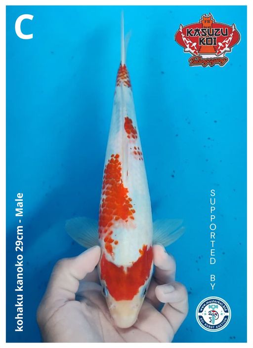 Lelang Koi Online, Jual Beli Ikan Koi, Pusat Jual Beli Koi, Info Lelang Koi Hari Ini, Platform Jual Beli Koi, Jual Beli Ikan Koi Online, Marketplace Ikan Koi, Jual Koi Terbaik, Tempat Beli Koi Berkualitas, Pasar Ikan Koi Online Terpercaya, Penjual Ikan Koi Terpercaya, Beli Koi Hias Online, Ikan Koi untuk Dijual, Koi Kualitas Terbaik, Toko Online Ikan Koi, Koi Hias Untuk Dijual, Jual Beli Ikan Koi Lokal, Koi Indonesia Online, Pusat Jual Beli Koi Terbesar