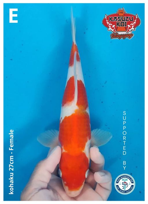 Lelang Koi Online, Jual Beli Ikan Koi, Pusat Jual Beli Koi, Info Lelang Koi Hari Ini, Platform Jual Beli Koi, Jual Beli Ikan Koi Online, Marketplace Ikan Koi, Jual Koi Terbaik, Tempat Beli Koi Berkualitas, Pasar Ikan Koi Online Terpercaya, Penjual Ikan Koi Terpercaya, Beli Koi Hias Online, Ikan Koi untuk Dijual, Koi Kualitas Terbaik, Toko Online Ikan Koi, Koi Hias Untuk Dijual, Jual Beli Ikan Koi Lokal, Koi Indonesia Online, Pusat Jual Beli Koi Terbesar