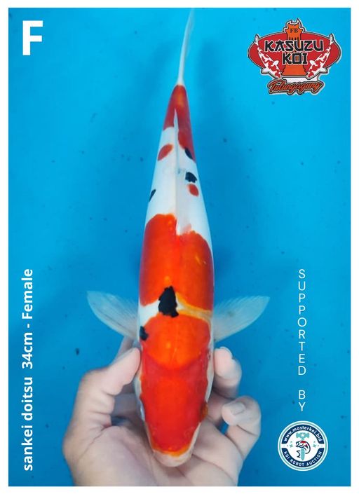 Lelang Koi Online, Jual Beli Ikan Koi, Pusat Jual Beli Koi, Info Lelang Koi Hari Ini, Platform Jual Beli Koi, Jual Beli Ikan Koi Online, Marketplace Ikan Koi, Jual Koi Terbaik, Tempat Beli Koi Berkualitas, Pasar Ikan Koi Online Terpercaya, Penjual Ikan Koi Terpercaya, Beli Koi Hias Online, Ikan Koi untuk Dijual, Koi Kualitas Terbaik, Toko Online Ikan Koi, Koi Hias Untuk Dijual, Jual Beli Ikan Koi Lokal, Koi Indonesia Online, Pusat Jual Beli Koi Terbesar