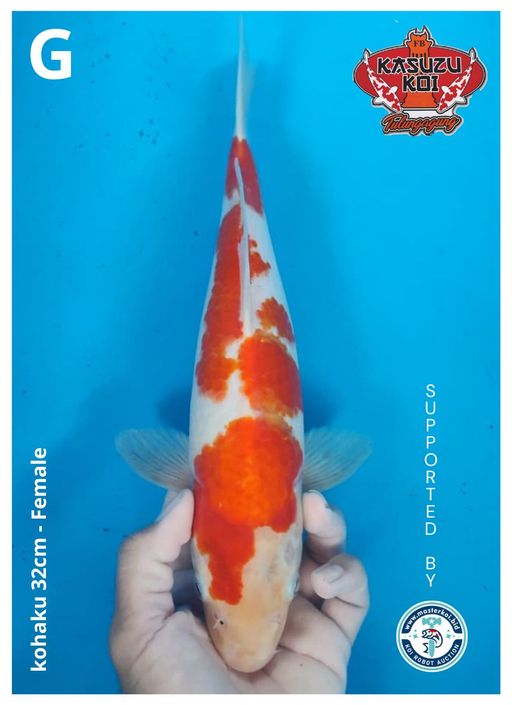 Lelang Koi Online, Jual Beli Ikan Koi, Pusat Jual Beli Koi, Info Lelang Koi Hari Ini, Platform Jual Beli Koi, Jual Beli Ikan Koi Online, Marketplace Ikan Koi, Jual Koi Terbaik, Tempat Beli Koi Berkualitas, Pasar Ikan Koi Online Terpercaya, Penjual Ikan Koi Terpercaya, Beli Koi Hias Online, Ikan Koi untuk Dijual, Koi Kualitas Terbaik, Toko Online Ikan Koi, Koi Hias Untuk Dijual, Jual Beli Ikan Koi Lokal, Koi Indonesia Online, Pusat Jual Beli Koi Terbesar