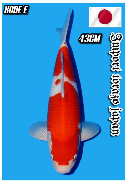 Lelang Koi Online, Jual Beli Ikan Koi, Pusat Jual Beli Koi, Info Lelang Koi Hari Ini, Platform Jual Beli Koi, Jual Beli Ikan Koi Online, Marketplace Ikan Koi, Jual Koi Terbaik, Tempat Beli Koi Berkualitas, Pasar Ikan Koi Online Terpercaya, Penjual Ikan Koi Terpercaya, Beli Koi Hias Online, Ikan Koi untuk Dijual, Koi Kualitas Terbaik, Toko Online Ikan Koi, Koi Hias Untuk Dijual, Jual Beli Ikan Koi Lokal, Koi Indonesia Online, Pusat Jual Beli Koi Terbesar