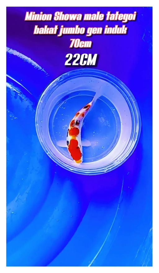 Lelang Koi Online, Jual Beli Ikan Koi, Pusat Jual Beli Koi, Info Lelang Koi Hari Ini, Platform Jual Beli Koi, Jual Beli Ikan Koi Online, Marketplace Ikan Koi, Jual Koi Terbaik, Tempat Beli Koi Berkualitas, Pasar Ikan Koi Online Terpercaya, Penjual Ikan Koi Terpercaya, Beli Koi Hias Online, Ikan Koi untuk Dijual, Koi Kualitas Terbaik, Toko Online Ikan Koi, Koi Hias Untuk Dijual, Jual Beli Ikan Koi Lokal, Koi Indonesia Online, Pusat Jual Beli Koi Terbesar