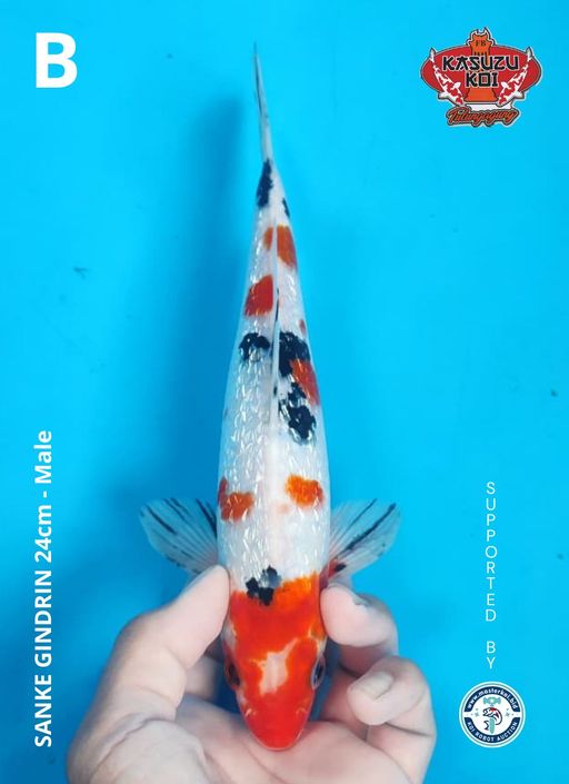 Lelang Koi Online, Jual Beli Ikan Koi, Pusat Jual Beli Koi, Info Lelang Koi Hari Ini, Platform Jual Beli Koi, Jual Beli Ikan Koi Online, Marketplace Ikan Koi, Jual Koi Terbaik, Tempat Beli Koi Berkualitas, Pasar Ikan Koi Online Terpercaya, Penjual Ikan Koi Terpercaya, Beli Koi Hias Online, Ikan Koi untuk Dijual, Koi Kualitas Terbaik, Toko Online Ikan Koi, Koi Hias Untuk Dijual, Jual Beli Ikan Koi Lokal, Koi Indonesia Online, Pusat Jual Beli Koi Terbesar