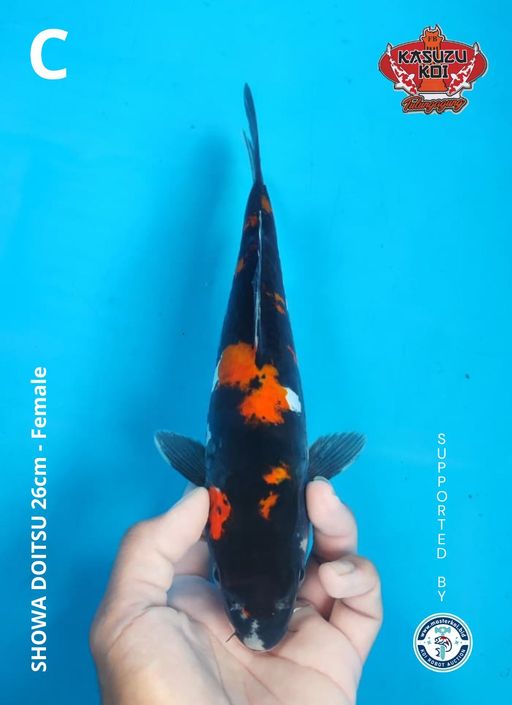 Lelang Koi Online, Jual Beli Ikan Koi, Pusat Jual Beli Koi, Info Lelang Koi Hari Ini, Platform Jual Beli Koi, Jual Beli Ikan Koi Online, Marketplace Ikan Koi, Jual Koi Terbaik, Tempat Beli Koi Berkualitas, Pasar Ikan Koi Online Terpercaya, Penjual Ikan Koi Terpercaya, Beli Koi Hias Online, Ikan Koi untuk Dijual, Koi Kualitas Terbaik, Toko Online Ikan Koi, Koi Hias Untuk Dijual, Jual Beli Ikan Koi Lokal, Koi Indonesia Online, Pusat Jual Beli Koi Terbesar