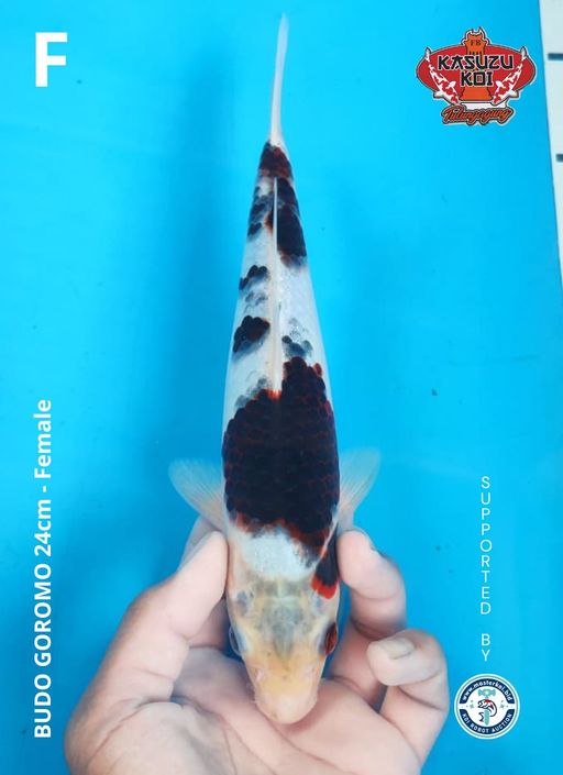 Lelang Koi Online, Jual Beli Ikan Koi, Pusat Jual Beli Koi, Info Lelang Koi Hari Ini, Platform Jual Beli Koi, Jual Beli Ikan Koi Online, Marketplace Ikan Koi, Jual Koi Terbaik, Tempat Beli Koi Berkualitas, Pasar Ikan Koi Online Terpercaya, Penjual Ikan Koi Terpercaya, Beli Koi Hias Online, Ikan Koi untuk Dijual, Koi Kualitas Terbaik, Toko Online Ikan Koi, Koi Hias Untuk Dijual, Jual Beli Ikan Koi Lokal, Koi Indonesia Online, Pusat Jual Beli Koi Terbesar