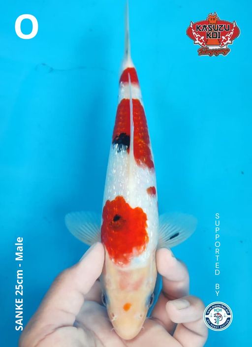 Lelang Koi Online, Jual Beli Ikan Koi, Pusat Jual Beli Koi, Info Lelang Koi Hari Ini, Platform Jual Beli Koi, Jual Beli Ikan Koi Online, Marketplace Ikan Koi, Jual Koi Terbaik, Tempat Beli Koi Berkualitas, Pasar Ikan Koi Online Terpercaya, Penjual Ikan Koi Terpercaya, Beli Koi Hias Online, Ikan Koi untuk Dijual, Koi Kualitas Terbaik, Toko Online Ikan Koi, Koi Hias Untuk Dijual, Jual Beli Ikan Koi Lokal, Koi Indonesia Online, Pusat Jual Beli Koi Terbesar