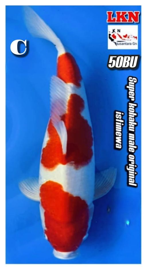Lelang Koi Online, Jual Beli Ikan Koi, Pusat Jual Beli Koi, Info Lelang Koi Hari Ini, Platform Jual Beli Koi, Jual Beli Ikan Koi Online, Marketplace Ikan Koi, Jual Koi Terbaik, Tempat Beli Koi Berkualitas, Pasar Ikan Koi Online Terpercaya, Penjual Ikan Koi Terpercaya, Beli Koi Hias Online, Ikan Koi untuk Dijual, Koi Kualitas Terbaik, Toko Online Ikan Koi, Koi Hias Untuk Dijual, Jual Beli Ikan Koi Lokal, Koi Indonesia Online, Pusat Jual Beli Koi Terbesar