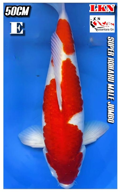 Lelang Koi Online, Jual Beli Ikan Koi, Pusat Jual Beli Koi, Info Lelang Koi Hari Ini, Platform Jual Beli Koi, Jual Beli Ikan Koi Online, Marketplace Ikan Koi, Jual Koi Terbaik, Tempat Beli Koi Berkualitas, Pasar Ikan Koi Online Terpercaya, Penjual Ikan Koi Terpercaya, Beli Koi Hias Online, Ikan Koi untuk Dijual, Koi Kualitas Terbaik, Toko Online Ikan Koi, Koi Hias Untuk Dijual, Jual Beli Ikan Koi Lokal, Koi Indonesia Online, Pusat Jual Beli Koi Terbesar