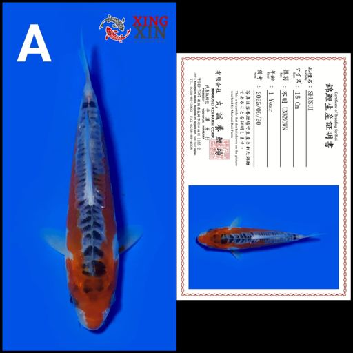 Ikan Koi SHUSUI MARUSEI 15cm, lelang koi SHUSUI MARUSEI 15cm, jual koi SHUSUI MARUSEI 15cm, beli koi SHUSUI MARUSEI 15cm, Lelang Koi Online, Jual Beli Ikan Koi, Pusat Jual Beli Koi, Info Lelang Koi Hari Ini, Platform Jual Beli Koi, Jual Beli Ikan Koi Online, Marketplace Ikan Koi, Jual Koi Terbaik, Tempat Beli Koi Berkualitas, Pasar Ikan Koi Online Terpercaya, Penjual Ikan Koi Terpercaya, Beli Koi Hias Online, Ikan Koi untuk Dijual, Koi Kualitas Terbaik, Toko Online Ikan Koi, Koi Hias Untuk Dijual, Jual Beli Ikan Koi Lokal, Koi Indonesia Online, Pusat Jual Beli Koi Terbesar