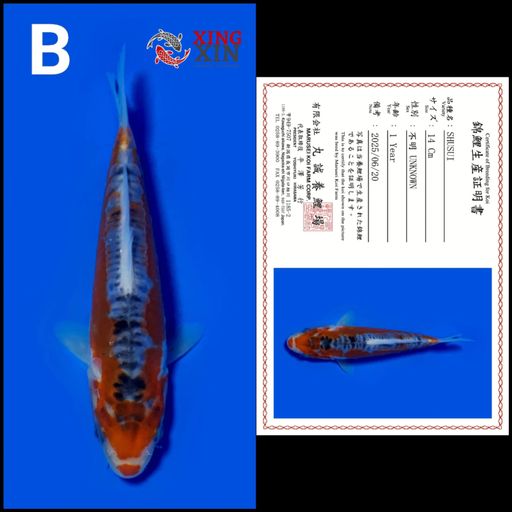 Ikan Koi SHUSUI MARUSEI 14cm, lelang koi SHUSUI MARUSEI 14cm, jual koi SHUSUI MARUSEI 14cm, beli koi SHUSUI MARUSEI 14cm, Lelang Koi Online, Jual Beli Ikan Koi, Pusat Jual Beli Koi, Info Lelang Koi Hari Ini, Platform Jual Beli Koi, Jual Beli Ikan Koi Online, Marketplace Ikan Koi, Jual Koi Terbaik, Tempat Beli Koi Berkualitas, Pasar Ikan Koi Online Terpercaya, Penjual Ikan Koi Terpercaya, Beli Koi Hias Online, Ikan Koi untuk Dijual, Koi Kualitas Terbaik, Toko Online Ikan Koi, Koi Hias Untuk Dijual, Jual Beli Ikan Koi Lokal, Koi Indonesia Online, Pusat Jual Beli Koi Terbesar