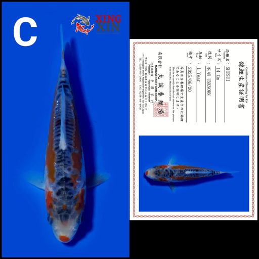 Ikan Koi SHUSUI MARUSEI 14cm, lelang koi SHUSUI MARUSEI 14cm, jual koi SHUSUI MARUSEI 14cm, beli koi SHUSUI MARUSEI 14cm, Lelang Koi Online, Jual Beli Ikan Koi, Pusat Jual Beli Koi, Info Lelang Koi Hari Ini, Platform Jual Beli Koi, Jual Beli Ikan Koi Online, Marketplace Ikan Koi, Jual Koi Terbaik, Tempat Beli Koi Berkualitas, Pasar Ikan Koi Online Terpercaya, Penjual Ikan Koi Terpercaya, Beli Koi Hias Online, Ikan Koi untuk Dijual, Koi Kualitas Terbaik, Toko Online Ikan Koi, Koi Hias Untuk Dijual, Jual Beli Ikan Koi Lokal, Koi Indonesia Online, Pusat Jual Beli Koi Terbesar