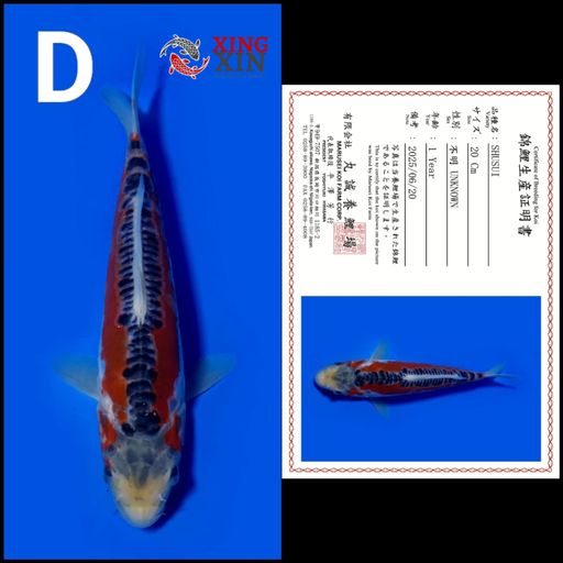 Ikan Koi SHUSUI MARUSEI 20cm, lelang koi SHUSUI MARUSEI 20cm, jual koi SHUSUI MARUSEI 20cm, beli koi SHUSUI MARUSEI 20cm, Lelang Koi Online, Jual Beli Ikan Koi, Pusat Jual Beli Koi, Info Lelang Koi Hari Ini, Platform Jual Beli Koi, Jual Beli Ikan Koi Online, Marketplace Ikan Koi, Jual Koi Terbaik, Tempat Beli Koi Berkualitas, Pasar Ikan Koi Online Terpercaya, Penjual Ikan Koi Terpercaya, Beli Koi Hias Online, Ikan Koi untuk Dijual, Koi Kualitas Terbaik, Toko Online Ikan Koi, Koi Hias Untuk Dijual, Jual Beli Ikan Koi Lokal, Koi Indonesia Online, Pusat Jual Beli Koi Terbesar