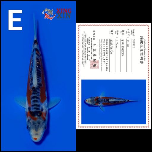 Ikan Koi SHUSUI MARUSEI 14cm, lelang koi SHUSUI MARUSEI 14cm, jual koi SHUSUI MARUSEI 14cm, beli koi SHUSUI MARUSEI 14cm, Lelang Koi Online, Jual Beli Ikan Koi, Pusat Jual Beli Koi, Info Lelang Koi Hari Ini, Platform Jual Beli Koi, Jual Beli Ikan Koi Online, Marketplace Ikan Koi, Jual Koi Terbaik, Tempat Beli Koi Berkualitas, Pasar Ikan Koi Online Terpercaya, Penjual Ikan Koi Terpercaya, Beli Koi Hias Online, Ikan Koi untuk Dijual, Koi Kualitas Terbaik, Toko Online Ikan Koi, Koi Hias Untuk Dijual, Jual Beli Ikan Koi Lokal, Koi Indonesia Online, Pusat Jual Beli Koi Terbesar