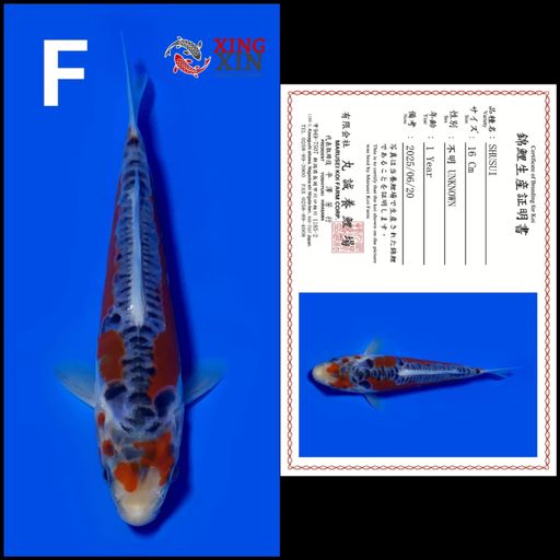 Ikan Koi SHUSUI MARUSEI 16cm, lelang koi SHUSUI MARUSEI 16cm, jual koi SHUSUI MARUSEI 16cm, beli koi SHUSUI MARUSEI 16cm, Lelang Koi Online, Jual Beli Ikan Koi, Pusat Jual Beli Koi, Info Lelang Koi Hari Ini, Platform Jual Beli Koi, Jual Beli Ikan Koi Online, Marketplace Ikan Koi, Jual Koi Terbaik, Tempat Beli Koi Berkualitas, Pasar Ikan Koi Online Terpercaya, Penjual Ikan Koi Terpercaya, Beli Koi Hias Online, Ikan Koi untuk Dijual, Koi Kualitas Terbaik, Toko Online Ikan Koi, Koi Hias Untuk Dijual, Jual Beli Ikan Koi Lokal, Koi Indonesia Online, Pusat Jual Beli Koi Terbesar