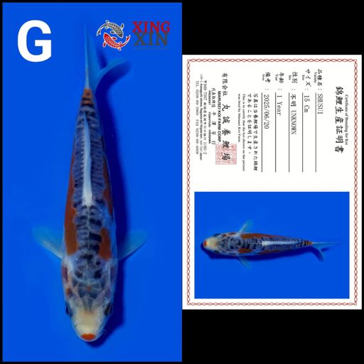 Ikan Koi SHUSUI MARUSEI 15cm, lelang koi SHUSUI MARUSEI 15cm, jual koi SHUSUI MARUSEI 15cm, beli koi SHUSUI MARUSEI 15cm, Lelang Koi Online, Jual Beli Ikan Koi, Pusat Jual Beli Koi, Info Lelang Koi Hari Ini, Platform Jual Beli Koi, Jual Beli Ikan Koi Online, Marketplace Ikan Koi, Jual Koi Terbaik, Tempat Beli Koi Berkualitas, Pasar Ikan Koi Online Terpercaya, Penjual Ikan Koi Terpercaya, Beli Koi Hias Online, Ikan Koi untuk Dijual, Koi Kualitas Terbaik, Toko Online Ikan Koi, Koi Hias Untuk Dijual, Jual Beli Ikan Koi Lokal, Koi Indonesia Online, Pusat Jual Beli Koi Terbesar