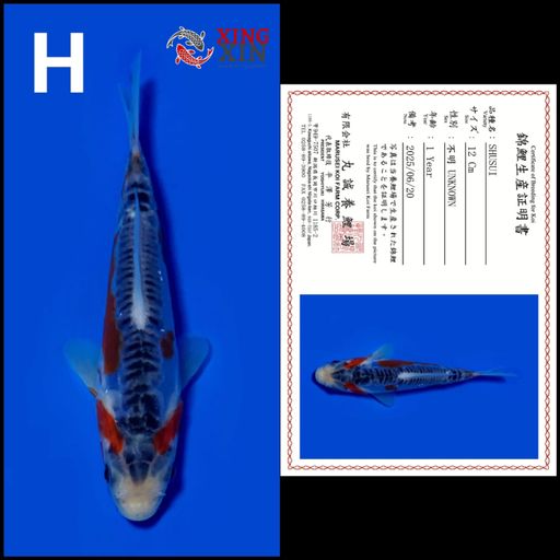 Ikan Koi SHUSUI MARUSEI 12cm, lelang koi SHUSUI MARUSEI 12cm, jual koi SHUSUI MARUSEI 12cm, beli koi SHUSUI MARUSEI 12cm, Lelang Koi Online, Jual Beli Ikan Koi, Pusat Jual Beli Koi, Info Lelang Koi Hari Ini, Platform Jual Beli Koi, Jual Beli Ikan Koi Online, Marketplace Ikan Koi, Jual Koi Terbaik, Tempat Beli Koi Berkualitas, Pasar Ikan Koi Online Terpercaya, Penjual Ikan Koi Terpercaya, Beli Koi Hias Online, Ikan Koi untuk Dijual, Koi Kualitas Terbaik, Toko Online Ikan Koi, Koi Hias Untuk Dijual, Jual Beli Ikan Koi Lokal, Koi Indonesia Online, Pusat Jual Beli Koi Terbesar
