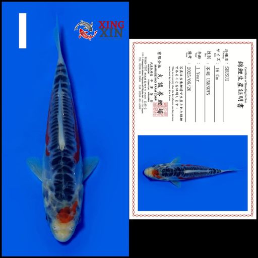 Ikan Koi SHUSUI MARUSEI 16cm, lelang koi SHUSUI MARUSEI 16cm, jual koi SHUSUI MARUSEI 16cm, beli koi SHUSUI MARUSEI 16cm, Lelang Koi Online, Jual Beli Ikan Koi, Pusat Jual Beli Koi, Info Lelang Koi Hari Ini, Platform Jual Beli Koi, Jual Beli Ikan Koi Online, Marketplace Ikan Koi, Jual Koi Terbaik, Tempat Beli Koi Berkualitas, Pasar Ikan Koi Online Terpercaya, Penjual Ikan Koi Terpercaya, Beli Koi Hias Online, Ikan Koi untuk Dijual, Koi Kualitas Terbaik, Toko Online Ikan Koi, Koi Hias Untuk Dijual, Jual Beli Ikan Koi Lokal, Koi Indonesia Online, Pusat Jual Beli Koi Terbesar