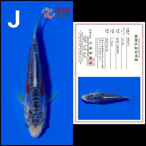 Ikan Koi SHUSUI MARUSEI 14cm, lelang koi SHUSUI MARUSEI 14cm, jual koi SHUSUI MARUSEI 14cm, beli koi SHUSUI MARUSEI 14cm, Lelang Koi Online, Jual Beli Ikan Koi, Pusat Jual Beli Koi, Info Lelang Koi Hari Ini, Platform Jual Beli Koi, Jual Beli Ikan Koi Online, Marketplace Ikan Koi, Jual Koi Terbaik, Tempat Beli Koi Berkualitas, Pasar Ikan Koi Online Terpercaya, Penjual Ikan Koi Terpercaya, Beli Koi Hias Online, Ikan Koi untuk Dijual, Koi Kualitas Terbaik, Toko Online Ikan Koi, Koi Hias Untuk Dijual, Jual Beli Ikan Koi Lokal, Koi Indonesia Online, Pusat Jual Beli Koi Terbesar