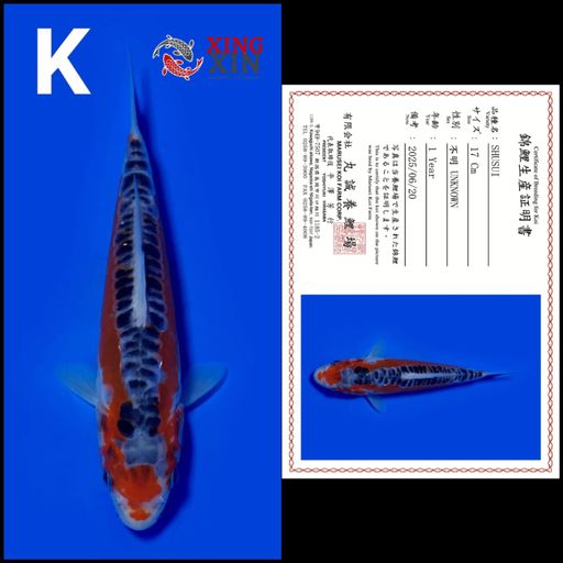 Ikan Koi SHUSUI MARUSEI 17cm, lelang koi SHUSUI MARUSEI 17cm, jual koi SHUSUI MARUSEI 17cm, beli koi SHUSUI MARUSEI 17cm, Lelang Koi Online, Jual Beli Ikan Koi, Pusat Jual Beli Koi, Info Lelang Koi Hari Ini, Platform Jual Beli Koi, Jual Beli Ikan Koi Online, Marketplace Ikan Koi, Jual Koi Terbaik, Tempat Beli Koi Berkualitas, Pasar Ikan Koi Online Terpercaya, Penjual Ikan Koi Terpercaya, Beli Koi Hias Online, Ikan Koi untuk Dijual, Koi Kualitas Terbaik, Toko Online Ikan Koi, Koi Hias Untuk Dijual, Jual Beli Ikan Koi Lokal, Koi Indonesia Online, Pusat Jual Beli Koi Terbesar