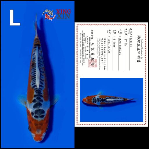 Ikan Koi SHUSUI MARUSEI 17cm, lelang koi SHUSUI MARUSEI 17cm, jual koi SHUSUI MARUSEI 17cm, beli koi SHUSUI MARUSEI 17cm, Lelang Koi Online, Jual Beli Ikan Koi, Pusat Jual Beli Koi, Info Lelang Koi Hari Ini, Platform Jual Beli Koi, Jual Beli Ikan Koi Online, Marketplace Ikan Koi, Jual Koi Terbaik, Tempat Beli Koi Berkualitas, Pasar Ikan Koi Online Terpercaya, Penjual Ikan Koi Terpercaya, Beli Koi Hias Online, Ikan Koi untuk Dijual, Koi Kualitas Terbaik, Toko Online Ikan Koi, Koi Hias Untuk Dijual, Jual Beli Ikan Koi Lokal, Koi Indonesia Online, Pusat Jual Beli Koi Terbesar