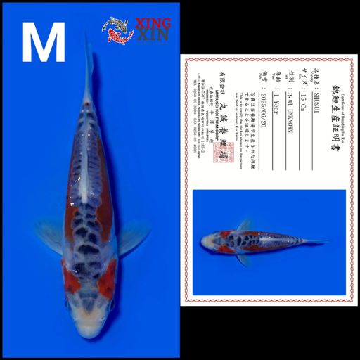 Ikan Koi SHUSUI MARUSEI 15cm, lelang koi SHUSUI MARUSEI 15cm, jual koi SHUSUI MARUSEI 15cm, beli koi SHUSUI MARUSEI 15cm, Lelang Koi Online, Jual Beli Ikan Koi, Pusat Jual Beli Koi, Info Lelang Koi Hari Ini, Platform Jual Beli Koi, Jual Beli Ikan Koi Online, Marketplace Ikan Koi, Jual Koi Terbaik, Tempat Beli Koi Berkualitas, Pasar Ikan Koi Online Terpercaya, Penjual Ikan Koi Terpercaya, Beli Koi Hias Online, Ikan Koi untuk Dijual, Koi Kualitas Terbaik, Toko Online Ikan Koi, Koi Hias Untuk Dijual, Jual Beli Ikan Koi Lokal, Koi Indonesia Online, Pusat Jual Beli Koi Terbesar