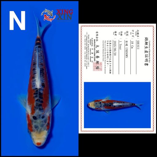 Ikan Koi SHUSUI MARUSEI 18cm, lelang koi SHUSUI MARUSEI 18cm, jual koi SHUSUI MARUSEI 18cm, beli koi SHUSUI MARUSEI 18cm, Lelang Koi Online, Jual Beli Ikan Koi, Pusat Jual Beli Koi, Info Lelang Koi Hari Ini, Platform Jual Beli Koi, Jual Beli Ikan Koi Online, Marketplace Ikan Koi, Jual Koi Terbaik, Tempat Beli Koi Berkualitas, Pasar Ikan Koi Online Terpercaya, Penjual Ikan Koi Terpercaya, Beli Koi Hias Online, Ikan Koi untuk Dijual, Koi Kualitas Terbaik, Toko Online Ikan Koi, Koi Hias Untuk Dijual, Jual Beli Ikan Koi Lokal, Koi Indonesia Online, Pusat Jual Beli Koi Terbesar