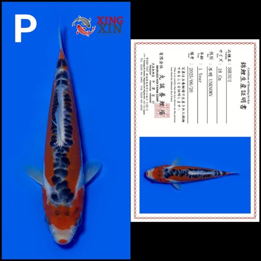 Ikan Koi SHUSUI MARUSEI 18cm, lelang koi SHUSUI MARUSEI 18cm, jual koi SHUSUI MARUSEI 18cm, beli koi SHUSUI MARUSEI 18cm, Lelang Koi Online, Jual Beli Ikan Koi, Pusat Jual Beli Koi, Info Lelang Koi Hari Ini, Platform Jual Beli Koi, Jual Beli Ikan Koi Online, Marketplace Ikan Koi, Jual Koi Terbaik, Tempat Beli Koi Berkualitas, Pasar Ikan Koi Online Terpercaya, Penjual Ikan Koi Terpercaya, Beli Koi Hias Online, Ikan Koi untuk Dijual, Koi Kualitas Terbaik, Toko Online Ikan Koi, Koi Hias Untuk Dijual, Jual Beli Ikan Koi Lokal, Koi Indonesia Online, Pusat Jual Beli Koi Terbesar