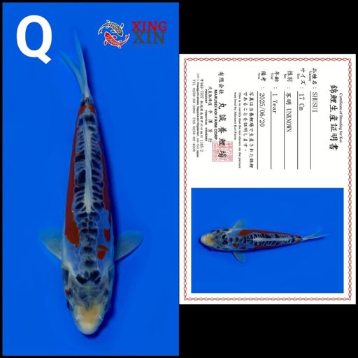 Ikan Koi SHUSUI MARUSEI 17cm, lelang koi SHUSUI MARUSEI 17cm, jual koi SHUSUI MARUSEI 17cm, beli koi SHUSUI MARUSEI 17cm, Lelang Koi Online, Jual Beli Ikan Koi, Pusat Jual Beli Koi, Info Lelang Koi Hari Ini, Platform Jual Beli Koi, Jual Beli Ikan Koi Online, Marketplace Ikan Koi, Jual Koi Terbaik, Tempat Beli Koi Berkualitas, Pasar Ikan Koi Online Terpercaya, Penjual Ikan Koi Terpercaya, Beli Koi Hias Online, Ikan Koi untuk Dijual, Koi Kualitas Terbaik, Toko Online Ikan Koi, Koi Hias Untuk Dijual, Jual Beli Ikan Koi Lokal, Koi Indonesia Online, Pusat Jual Beli Koi Terbesar