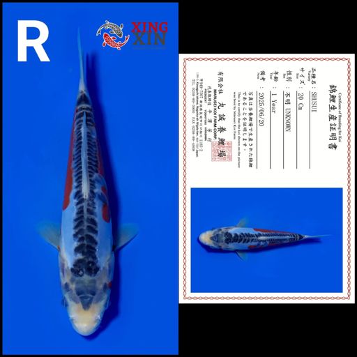 Ikan Koi SHUSUI MARUSEI 20cm, lelang koi SHUSUI MARUSEI 20cm, jual koi SHUSUI MARUSEI 20cm, beli koi SHUSUI MARUSEI 20cm, Lelang Koi Online, Jual Beli Ikan Koi, Pusat Jual Beli Koi, Info Lelang Koi Hari Ini, Platform Jual Beli Koi, Jual Beli Ikan Koi Online, Marketplace Ikan Koi, Jual Koi Terbaik, Tempat Beli Koi Berkualitas, Pasar Ikan Koi Online Terpercaya, Penjual Ikan Koi Terpercaya, Beli Koi Hias Online, Ikan Koi untuk Dijual, Koi Kualitas Terbaik, Toko Online Ikan Koi, Koi Hias Untuk Dijual, Jual Beli Ikan Koi Lokal, Koi Indonesia Online, Pusat Jual Beli Koi Terbesar