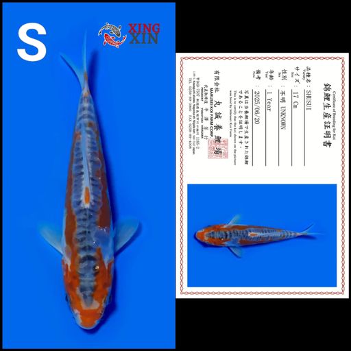 Ikan Koi SHUSUI MARUSEI 17cm, lelang koi SHUSUI MARUSEI 17cm, jual koi SHUSUI MARUSEI 17cm, beli koi SHUSUI MARUSEI 17cm, Lelang Koi Online, Jual Beli Ikan Koi, Pusat Jual Beli Koi, Info Lelang Koi Hari Ini, Platform Jual Beli Koi, Jual Beli Ikan Koi Online, Marketplace Ikan Koi, Jual Koi Terbaik, Tempat Beli Koi Berkualitas, Pasar Ikan Koi Online Terpercaya, Penjual Ikan Koi Terpercaya, Beli Koi Hias Online, Ikan Koi untuk Dijual, Koi Kualitas Terbaik, Toko Online Ikan Koi, Koi Hias Untuk Dijual, Jual Beli Ikan Koi Lokal, Koi Indonesia Online, Pusat Jual Beli Koi Terbesar