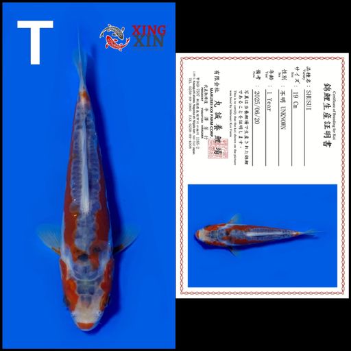 Ikan Koi SHUSUI MARUSEI 19cm, lelang koi SHUSUI MARUSEI 19cm, jual koi SHUSUI MARUSEI 19cm, beli koi SHUSUI MARUSEI 19cm, Lelang Koi Online, Jual Beli Ikan Koi, Pusat Jual Beli Koi, Info Lelang Koi Hari Ini, Platform Jual Beli Koi, Jual Beli Ikan Koi Online, Marketplace Ikan Koi, Jual Koi Terbaik, Tempat Beli Koi Berkualitas, Pasar Ikan Koi Online Terpercaya, Penjual Ikan Koi Terpercaya, Beli Koi Hias Online, Ikan Koi untuk Dijual, Koi Kualitas Terbaik, Toko Online Ikan Koi, Koi Hias Untuk Dijual, Jual Beli Ikan Koi Lokal, Koi Indonesia Online, Pusat Jual Beli Koi Terbesar