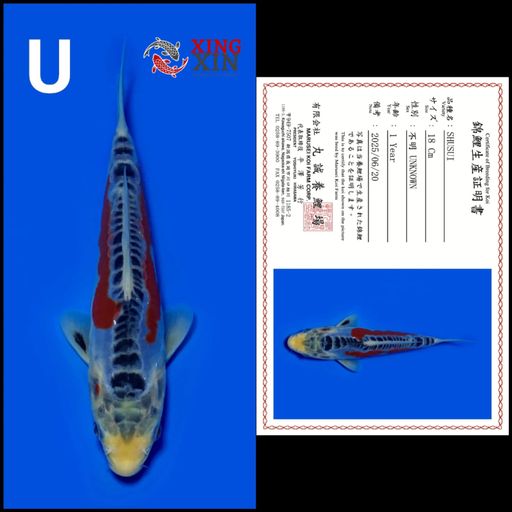 Ikan Koi SHUSUI MARUSEI 18cm, lelang koi SHUSUI MARUSEI 18cm, jual koi SHUSUI MARUSEI 18cm, beli koi SHUSUI MARUSEI 18cm, Lelang Koi Online, Jual Beli Ikan Koi, Pusat Jual Beli Koi, Info Lelang Koi Hari Ini, Platform Jual Beli Koi, Jual Beli Ikan Koi Online, Marketplace Ikan Koi, Jual Koi Terbaik, Tempat Beli Koi Berkualitas, Pasar Ikan Koi Online Terpercaya, Penjual Ikan Koi Terpercaya, Beli Koi Hias Online, Ikan Koi untuk Dijual, Koi Kualitas Terbaik, Toko Online Ikan Koi, Koi Hias Untuk Dijual, Jual Beli Ikan Koi Lokal, Koi Indonesia Online, Pusat Jual Beli Koi Terbesar