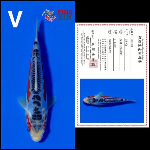 Ikan Koi SHUSUI MARUSEI 19cm, lelang koi SHUSUI MARUSEI 19cm, jual koi SHUSUI MARUSEI 19cm, beli koi SHUSUI MARUSEI 19cm, Lelang Koi Online, Jual Beli Ikan Koi, Pusat Jual Beli Koi, Info Lelang Koi Hari Ini, Platform Jual Beli Koi, Jual Beli Ikan Koi Online, Marketplace Ikan Koi, Jual Koi Terbaik, Tempat Beli Koi Berkualitas, Pasar Ikan Koi Online Terpercaya, Penjual Ikan Koi Terpercaya, Beli Koi Hias Online, Ikan Koi untuk Dijual, Koi Kualitas Terbaik, Toko Online Ikan Koi, Koi Hias Untuk Dijual, Jual Beli Ikan Koi Lokal, Koi Indonesia Online, Pusat Jual Beli Koi Terbesar