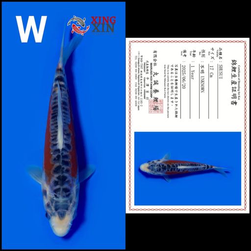 Ikan Koi SHUSUI MARUSEI 17cm, lelang koi SHUSUI MARUSEI 17cm, jual koi SHUSUI MARUSEI 17cm, beli koi SHUSUI MARUSEI 17cm, Lelang Koi Online, Jual Beli Ikan Koi, Pusat Jual Beli Koi, Info Lelang Koi Hari Ini, Platform Jual Beli Koi, Jual Beli Ikan Koi Online, Marketplace Ikan Koi, Jual Koi Terbaik, Tempat Beli Koi Berkualitas, Pasar Ikan Koi Online Terpercaya, Penjual Ikan Koi Terpercaya, Beli Koi Hias Online, Ikan Koi untuk Dijual, Koi Kualitas Terbaik, Toko Online Ikan Koi, Koi Hias Untuk Dijual, Jual Beli Ikan Koi Lokal, Koi Indonesia Online, Pusat Jual Beli Koi Terbesar